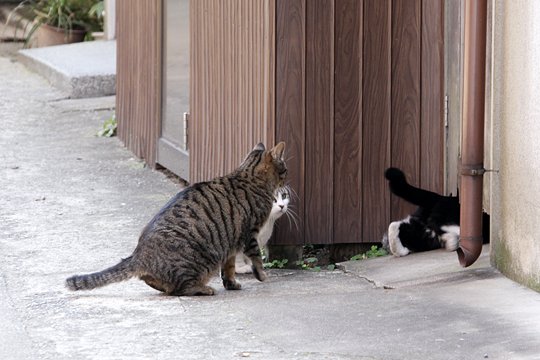 街のねこたち
