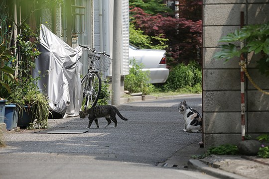街のねこたち