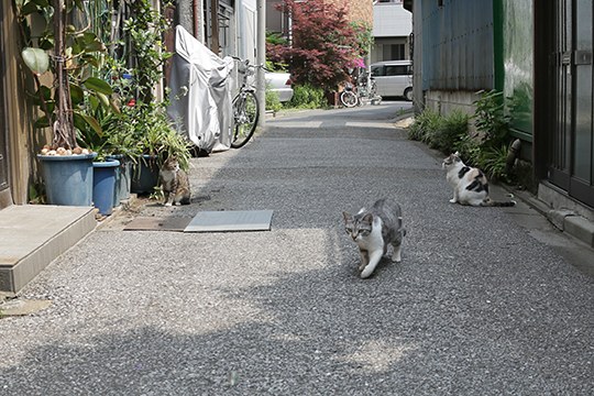 街のねこたち