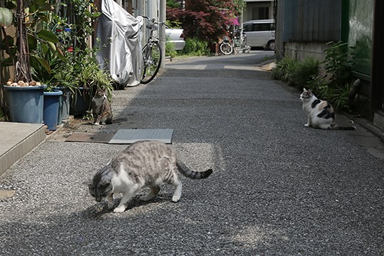 街のねこたち
