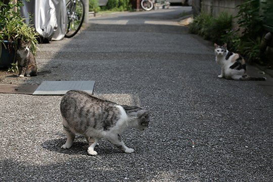 街のねこたち