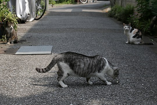 街のねこたち