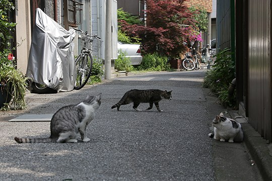 街のねこたち