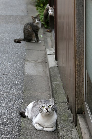 街のねこたち