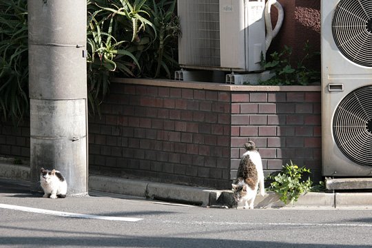 街のねこたち