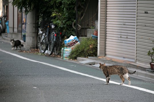 街のねこたち