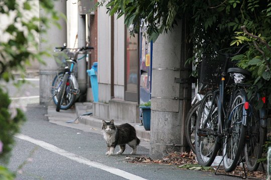 街のねこたち