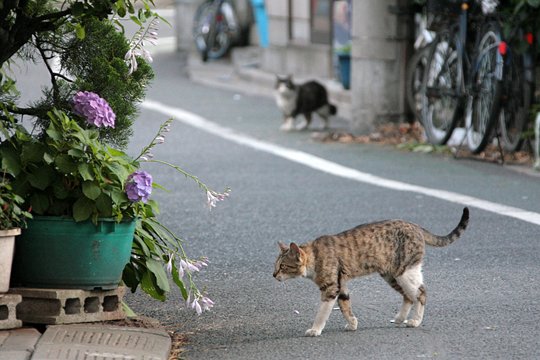 街のねこたち