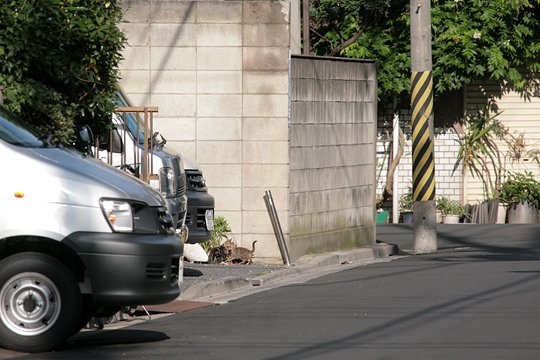 街のねこたち