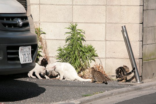 街のねこたち