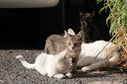 街のねこたち