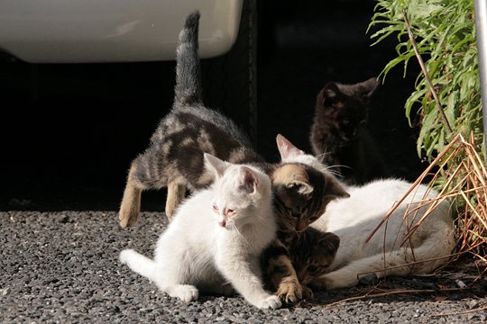街のねこたち