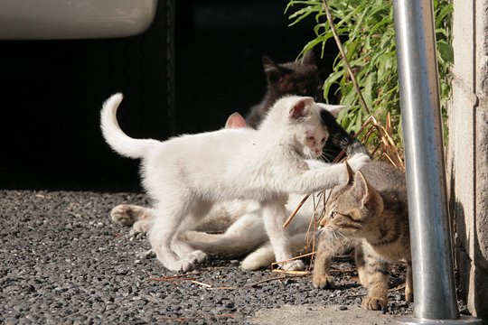 街のねこたち