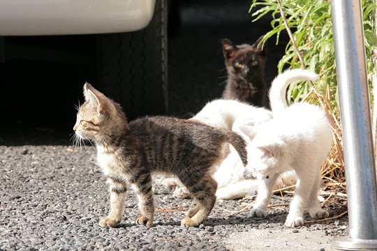 街のねこたち