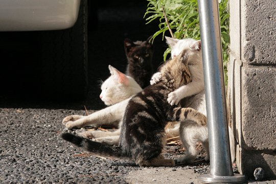 街のねこたち