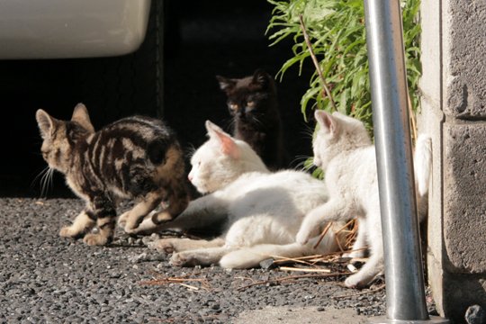 街のねこたち