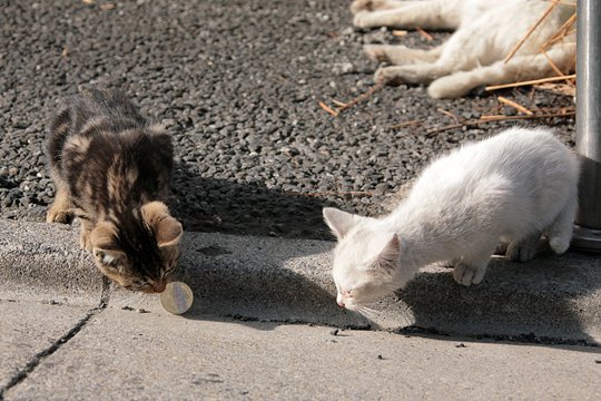 街のねこたち