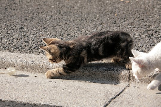 街のねこたち