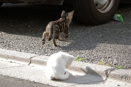 街のねこたち