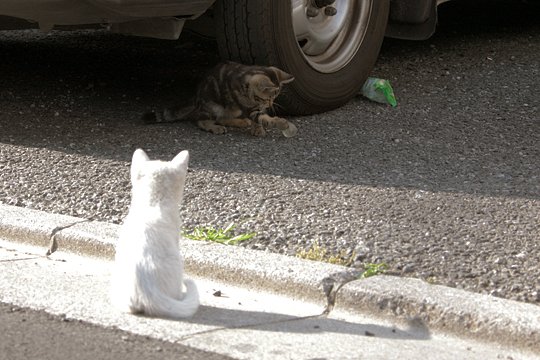 街のねこたち