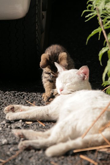 街のねこたち