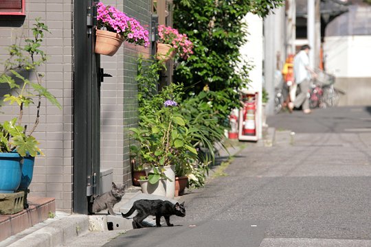 街のねこたち