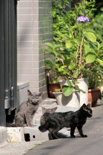 街のねこたち