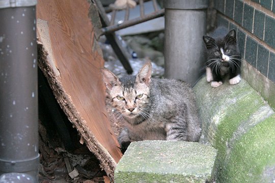 街のねこたち
