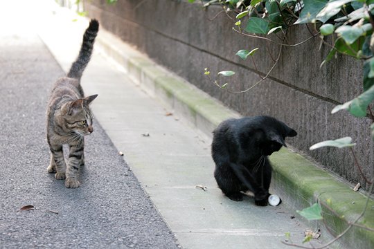 街のねこたち