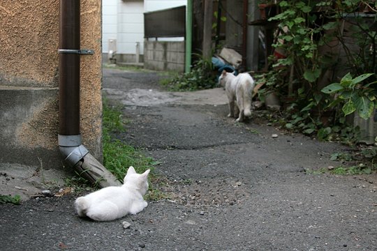 街のねこたち