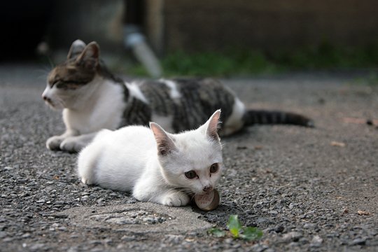 街のねこたち