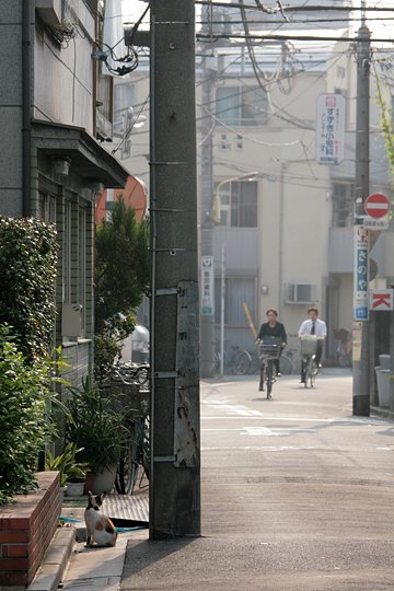 街のねこたち