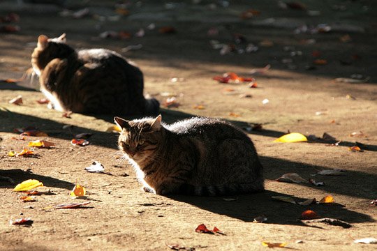 街のねこたち