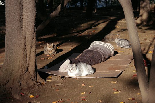 街のねこたち
