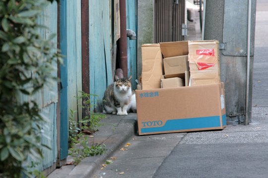街のねこたち