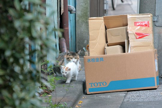 街のねこたち