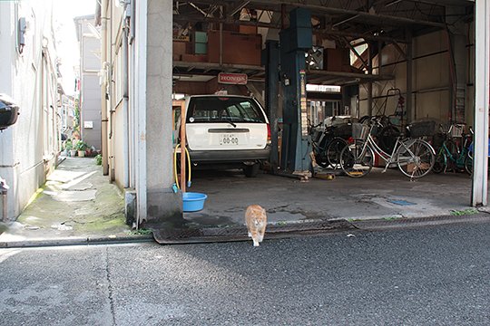 街のねこたち
