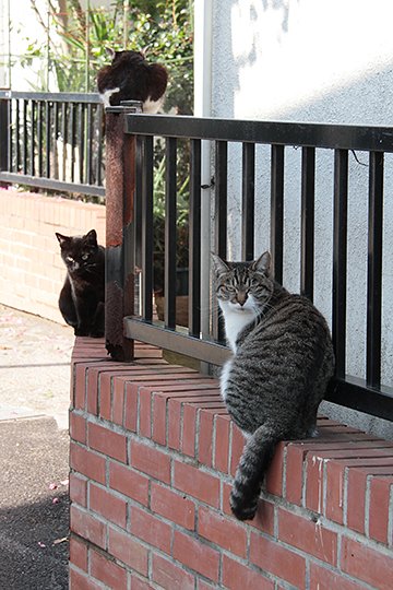 街のねこたち