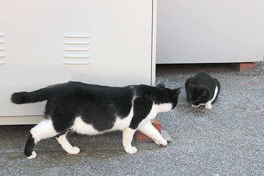 街のねこたち
