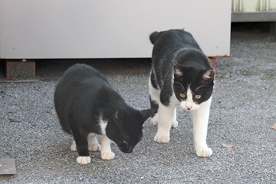 街のねこたち
