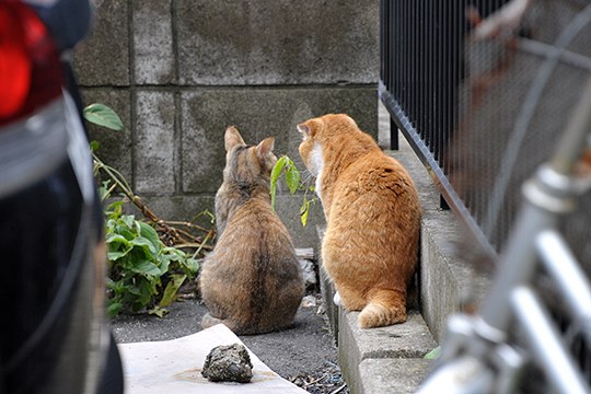 街のねこたち