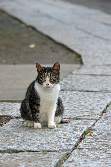 街のねこたち