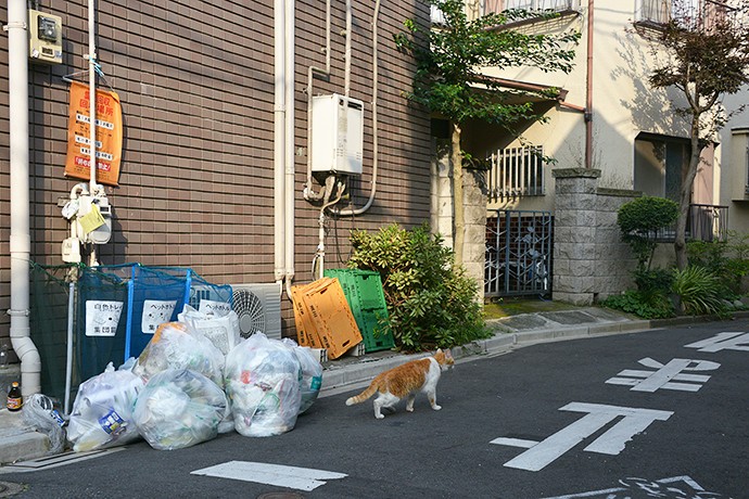 街のねこたち
