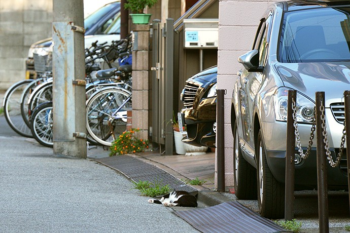 街のねこたち