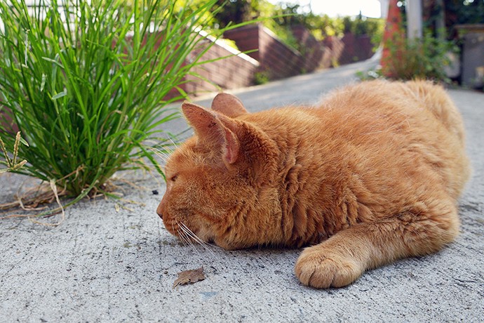 街のねこたち