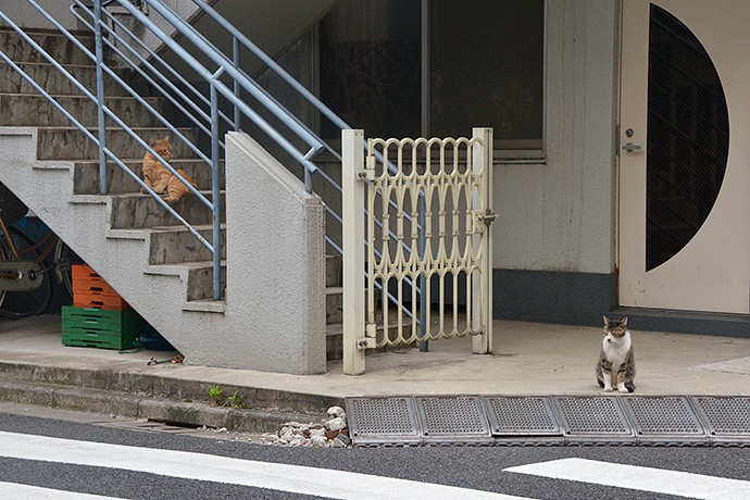 街のねこたち