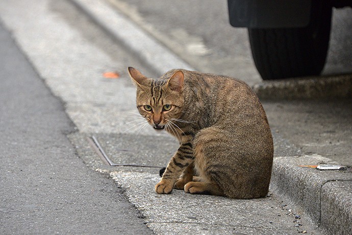 街のねこたち