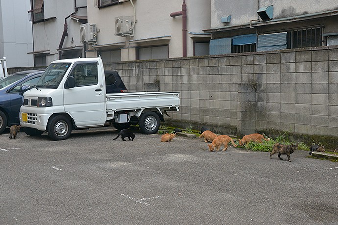 街のねこたち