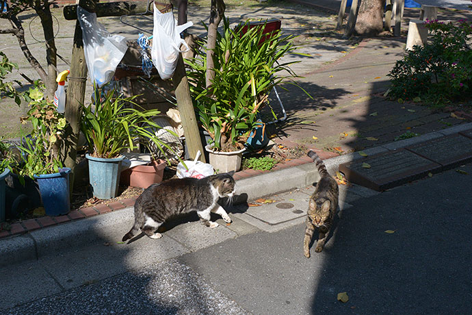 街のねこたち