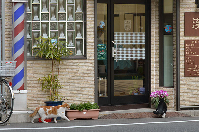街のねこたち